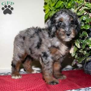 Kerri, Mini Bernedoodle Puppy